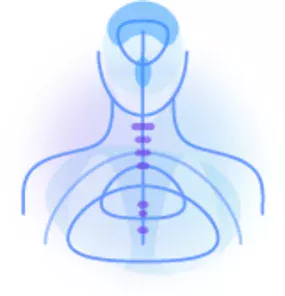 Nervous system and brain
